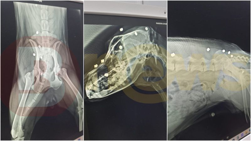 image-5 Morador é acusado de dar 17 tiros em cachorro de vizinho após briga em condomínio de luxo em Lauro de Freita